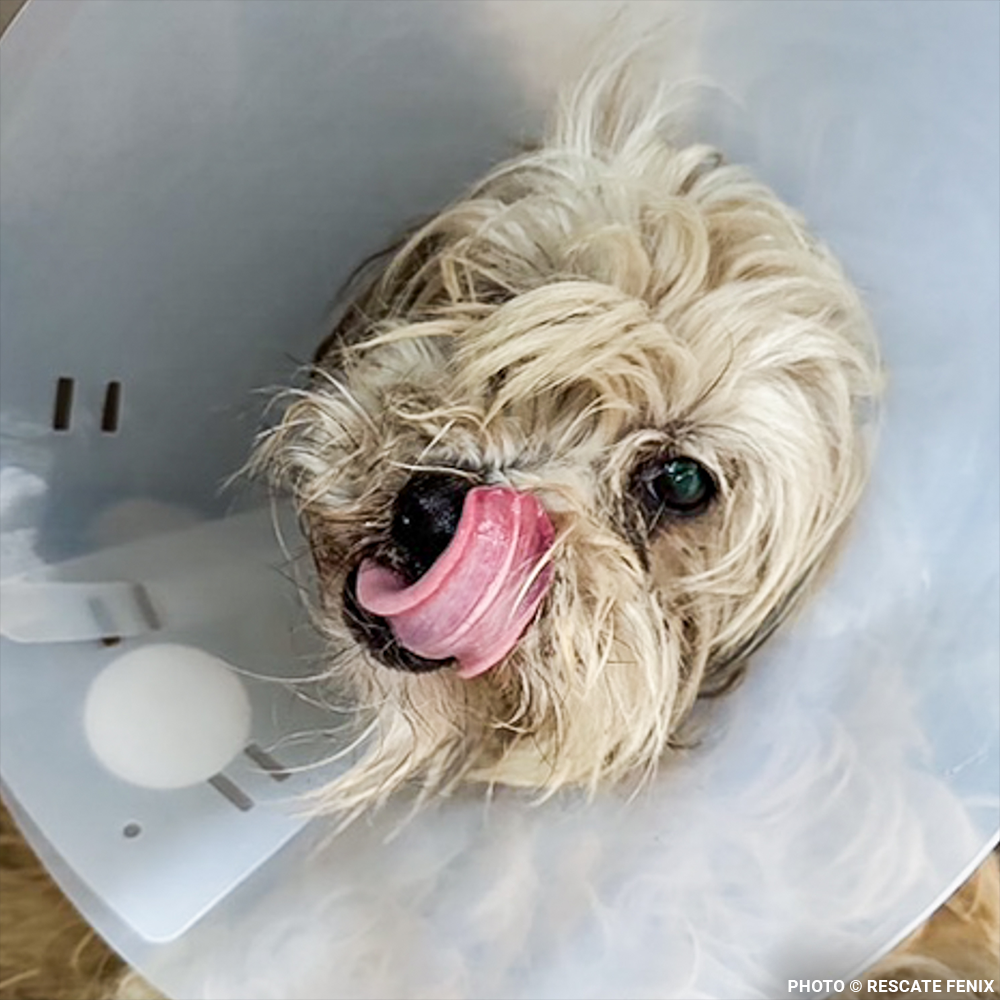 Help Angel Recover from Multiple Broken Bones