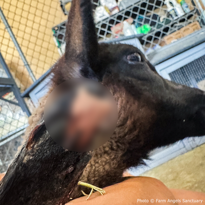 Funded: Lamb With Broken and Necrotic Leg Needs Emergency Surgery