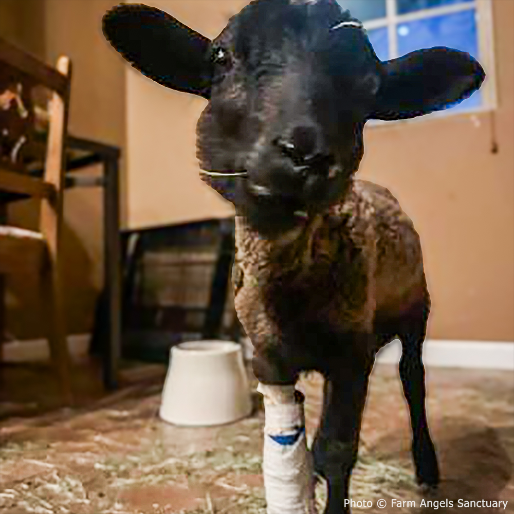 Funded: Lamb With Broken and Necrotic Leg Needs Emergency Surgery