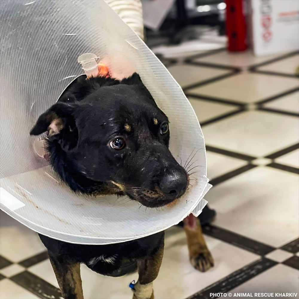 Arti Survived the War - Now Help Her Survive Her Wounds.