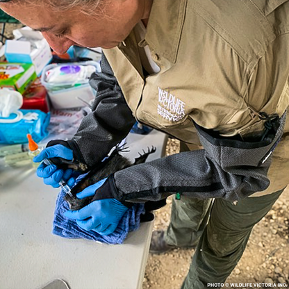 Urgent: Save Flying Foxes Threatened By Australia Bushfires