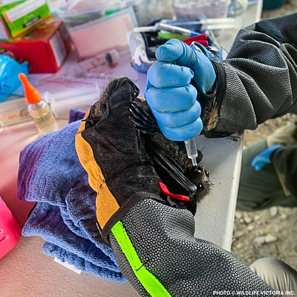 Urgent: Save Flying Foxes Threatened By Australia Bushfires