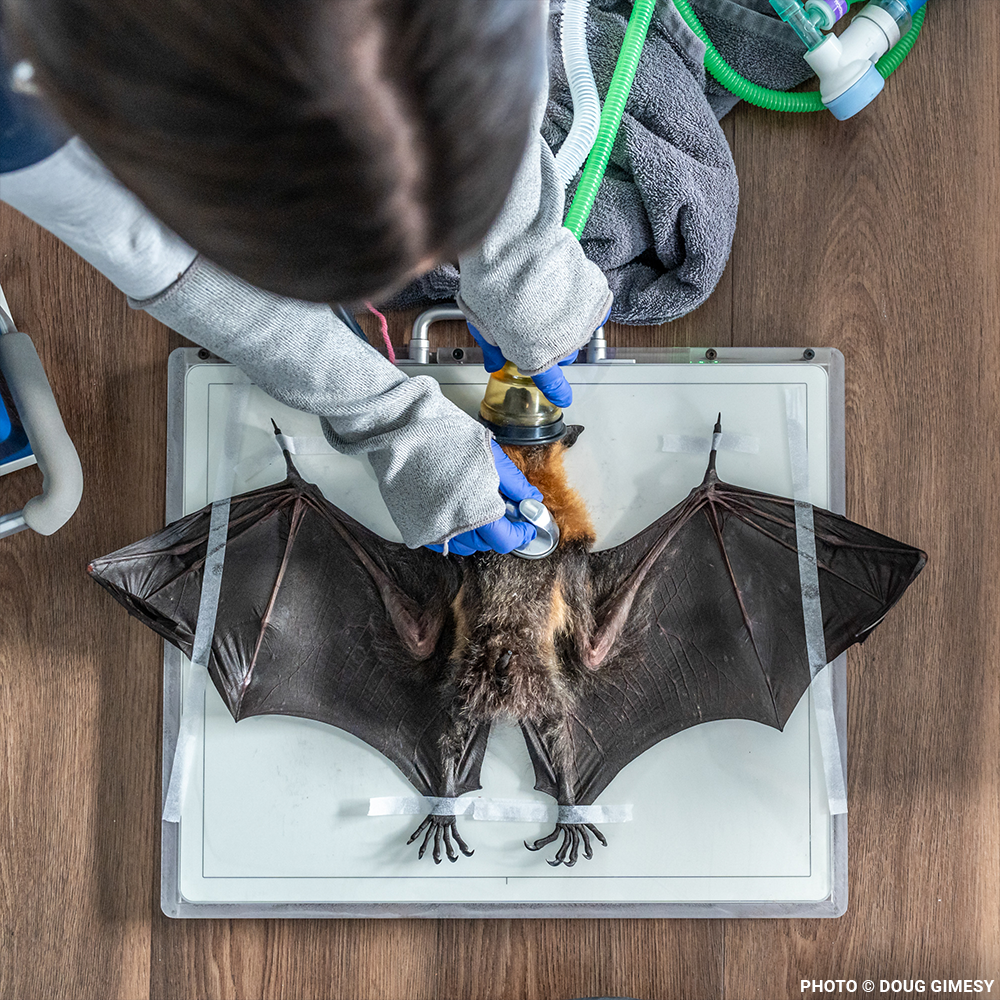 Urgent: Save Flying Foxes Threatened By Australia Bushfires