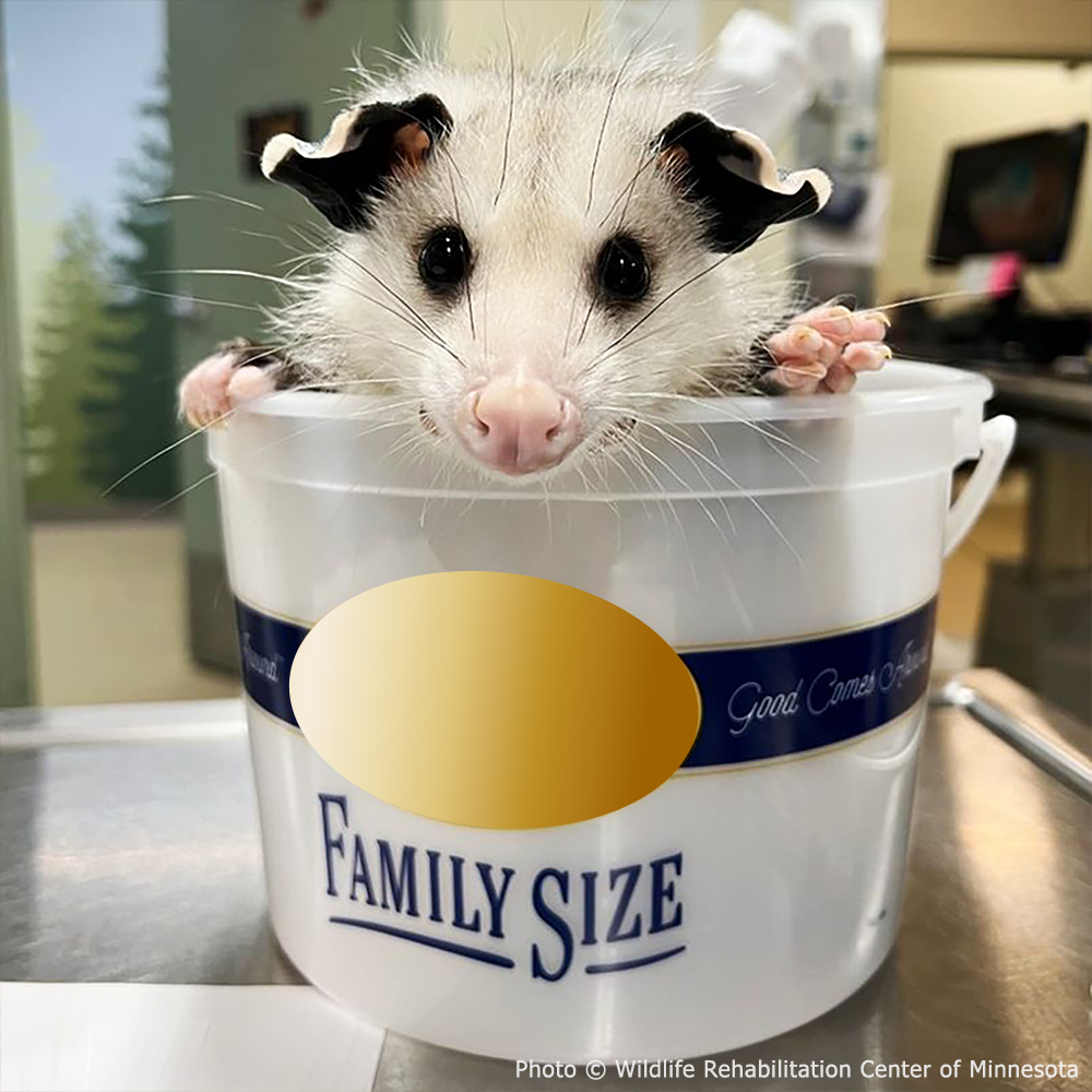 Help Provide Lifesaving Care to Orphaned and Injured Baby Wildlife