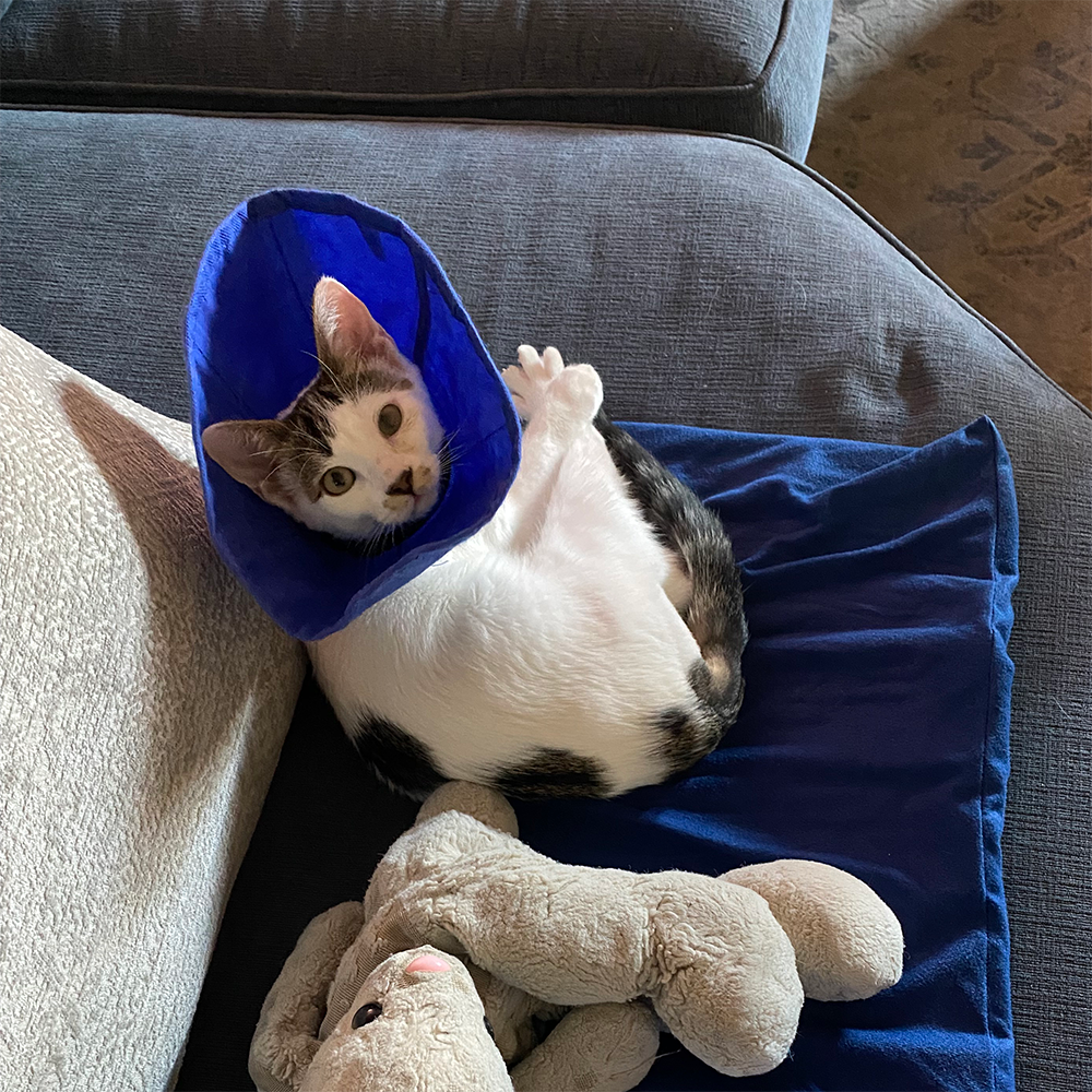 Benjamin Buttons Needs Emergency Surgery to Repair Damaged Tissue