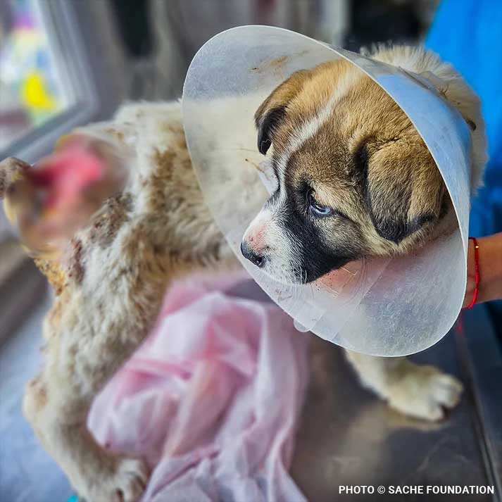 Funded: Help Brăduț Heal from a Severe Back Wound