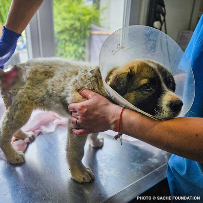 Funded: Help Brăduț Heal from a Severe Back Wound