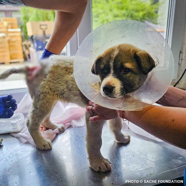 Funded: Help Brăduț Heal from a Severe Back Wound