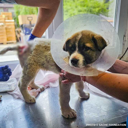 Funded: Help Brăduț Heal from a Severe Back Wound