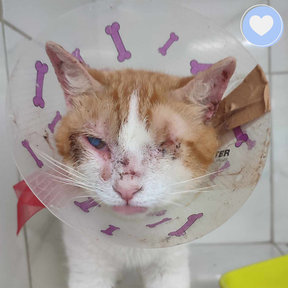 Funded: Help Caramel Fight to Regain Sight After Eye Infection