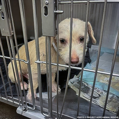 Casper Was Struck by a Car and Now He Is Fighting to Ever Walk Again