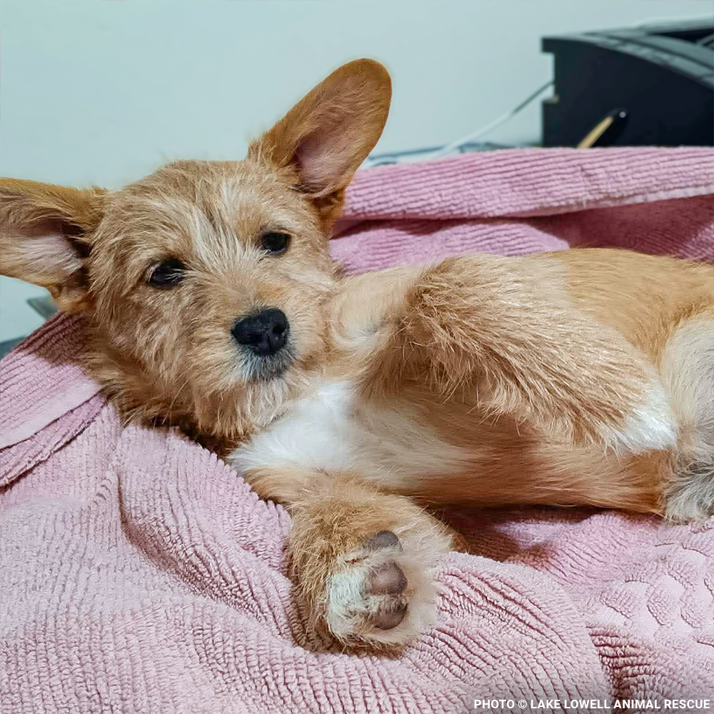 Funded: Parvo-Stricken Litter Needs Support to Recover