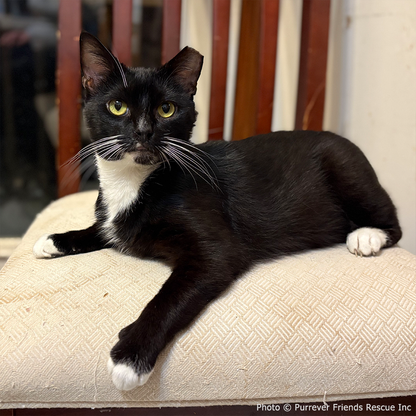 Funded: Help Checkers Overcome Severe Asthma