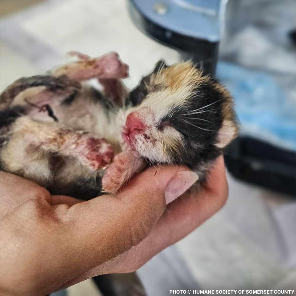 Cherry Was in Severe Pain After Giving Birth - Emergency Surgery Is Her Only Hope