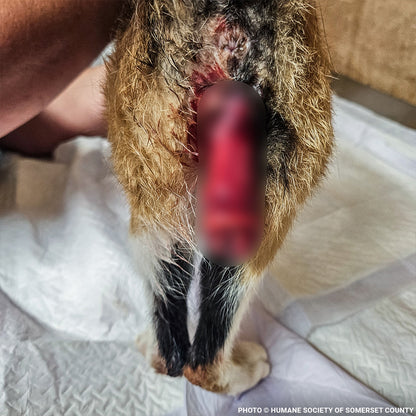 Cherry Was in Severe Pain After Giving Birth - Emergency Surgery Is Her Only Hope