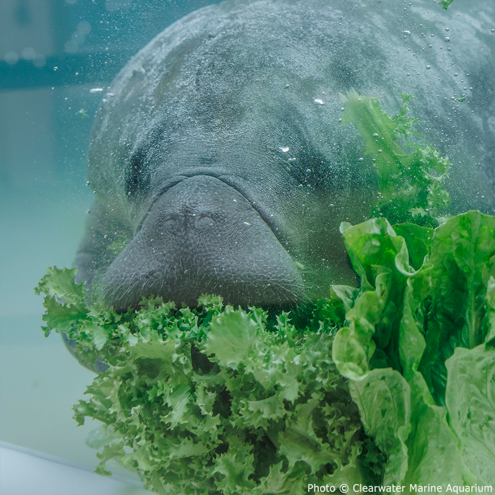 GivingTuesday: Help Save Rehabilitated Manatees