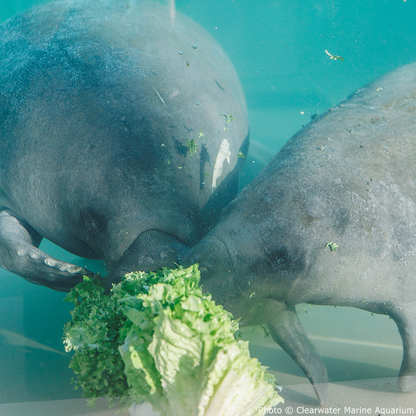 GivingTuesday: Help Save Rehabilitated Manatees