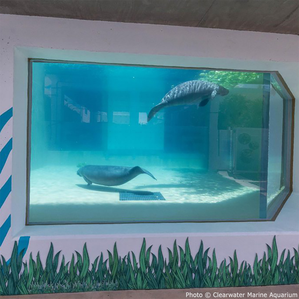 GivingTuesday: Help Save Rehabilitated Manatees