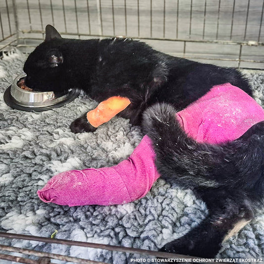Traumatized Cats Need Help To Survive After Eye Surgery & Devastating Hit And Run