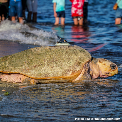 Operation Turtle Takeoff: Help Fly Endangered Sea Turtles to Warm Waters