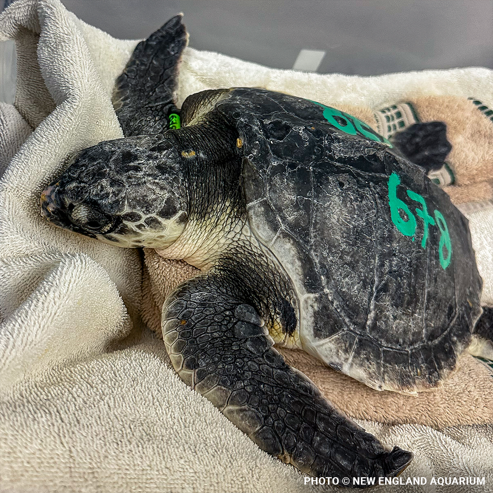 Operation Turtle Takeoff: Help Fly Endangered Sea Turtles to Warm Waters