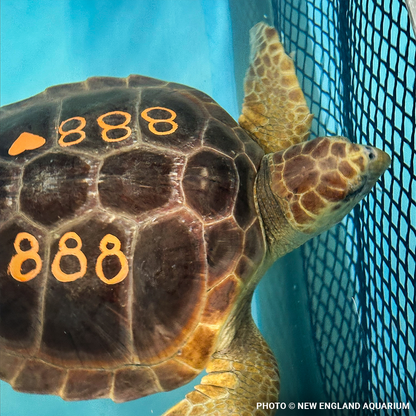 Operation Turtle Takeoff: Help Fly Endangered Sea Turtles to Warm Waters