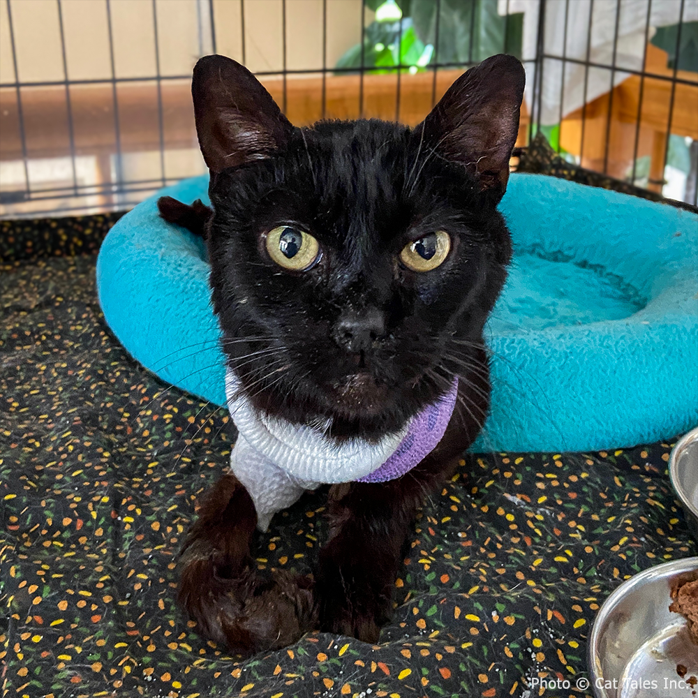 Funded: Cookie Suffered Severe Burns and Needs Surgery to Heal