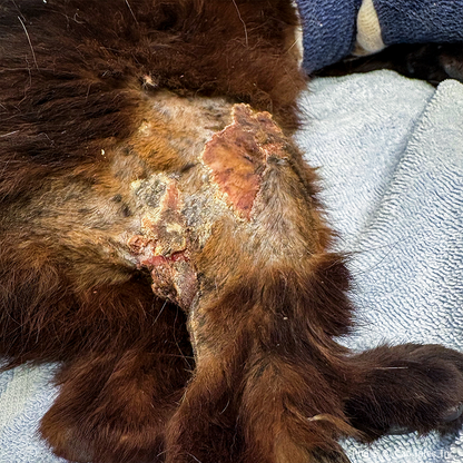 Funded: Cookie Suffered Severe Burns and Needs Surgery to Heal