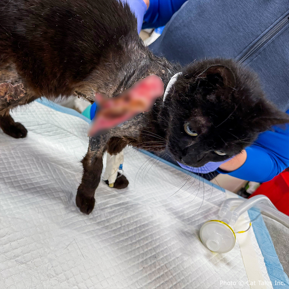Funded: Cookie Suffered Severe Burns and Needs Surgery to Heal