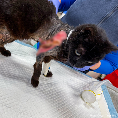 Funded: Cookie Suffered Severe Burns and Needs Surgery to Heal