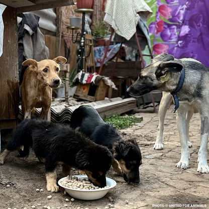 Crisis in Ukraine: Help Evacuate Pets From the Frontlines