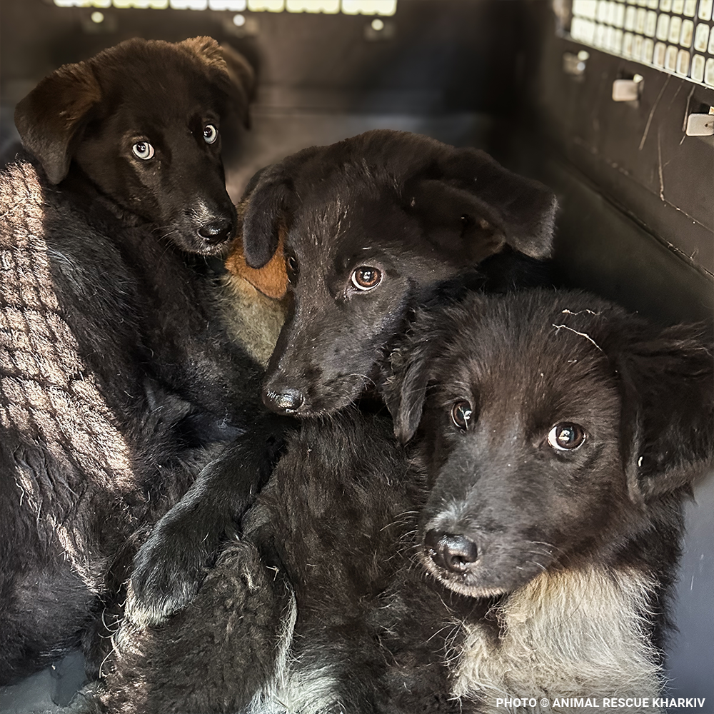 Crisis in Ukraine: Help Evacuate Pets From the Frontlines