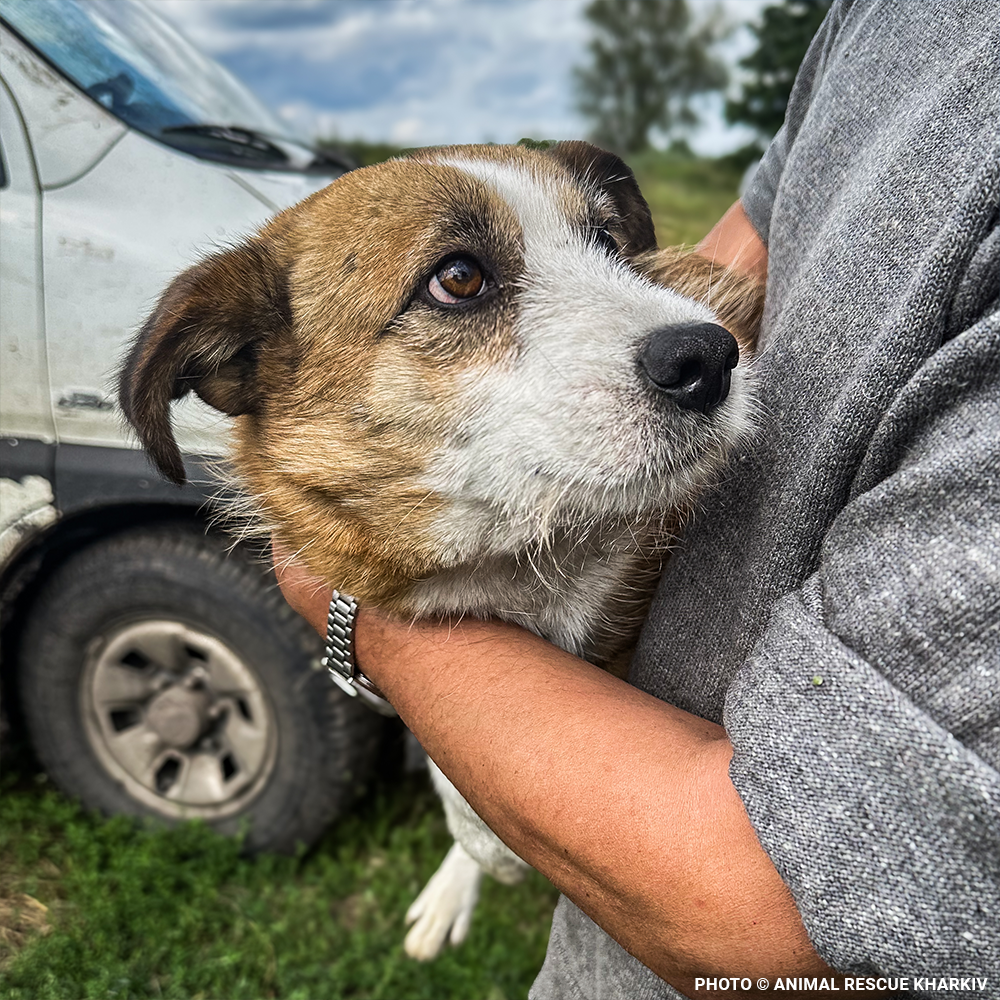 Crisis in Ukraine: Help Evacuate Pets From the Frontlines