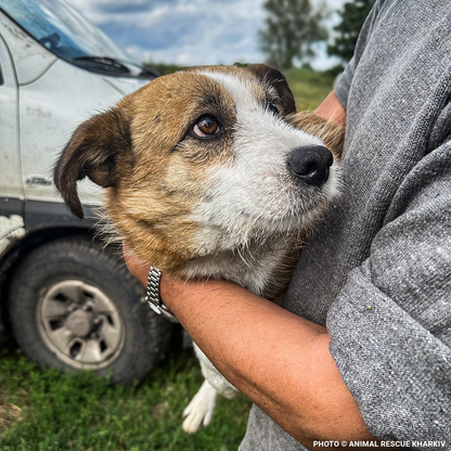 Crisis in Ukraine: Help Evacuate Pets From the Frontlines