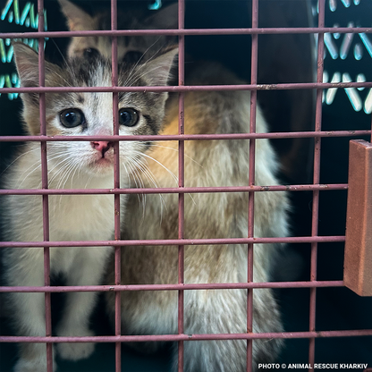 Crisis in Ukraine: Help Evacuate Pets From the Frontlines