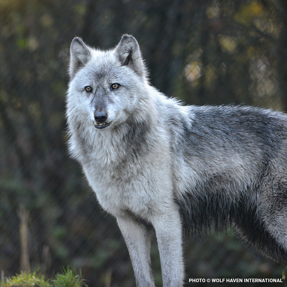 Help Save Endangered Wolves this Holiday Season