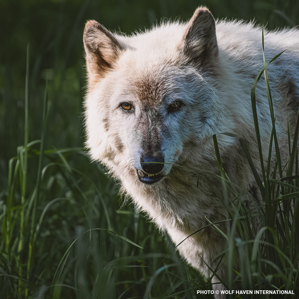 Help Save Endangered Wolves this Holiday Season