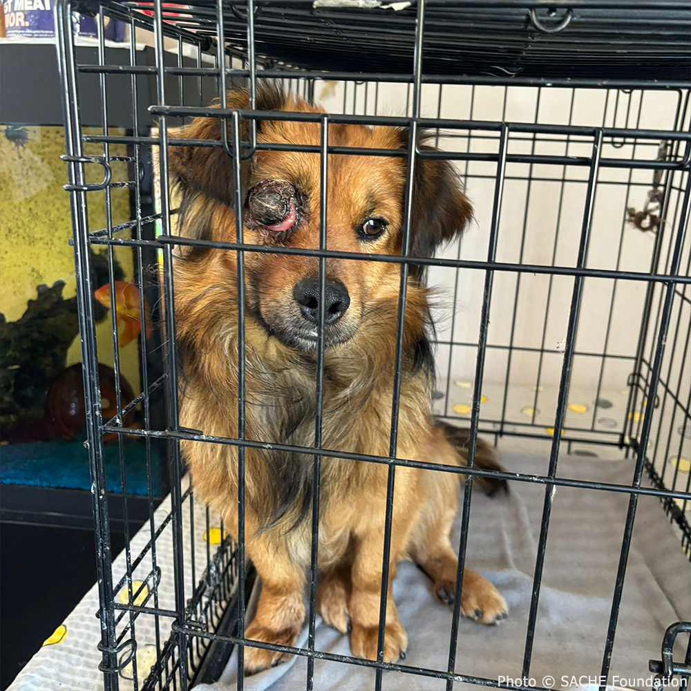 Funded: Support Desmond's Recovery After Traumatic Eye Injury