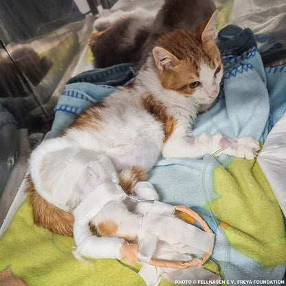 Dobi Unable to Stand Due to Rare Bone Disease