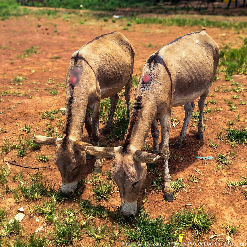 Help Injured Donkeys Receive Urgent Medical Care