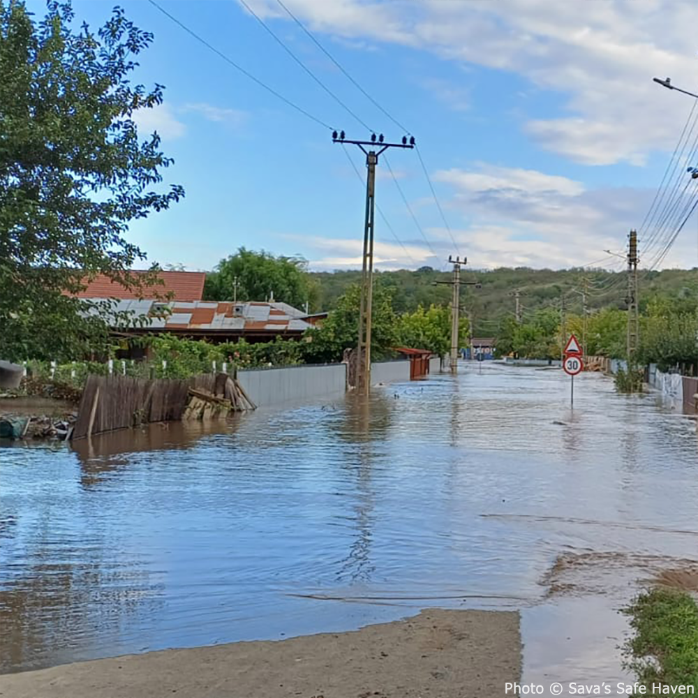 Help People and Pet Victims of Devastating Floods