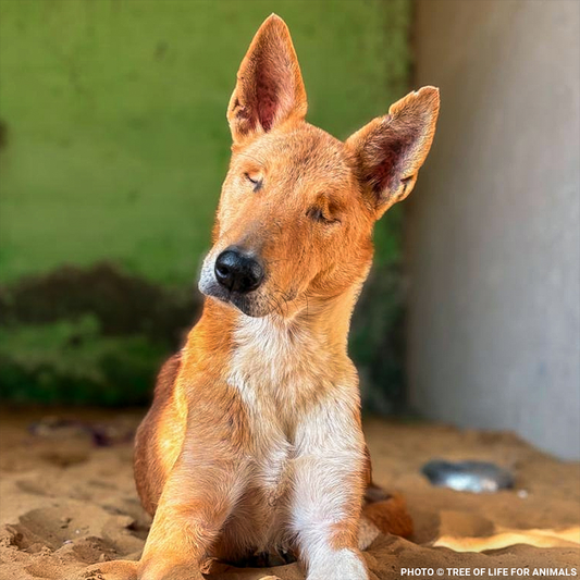 Support Faith’s Recovery After a Brutal Attack