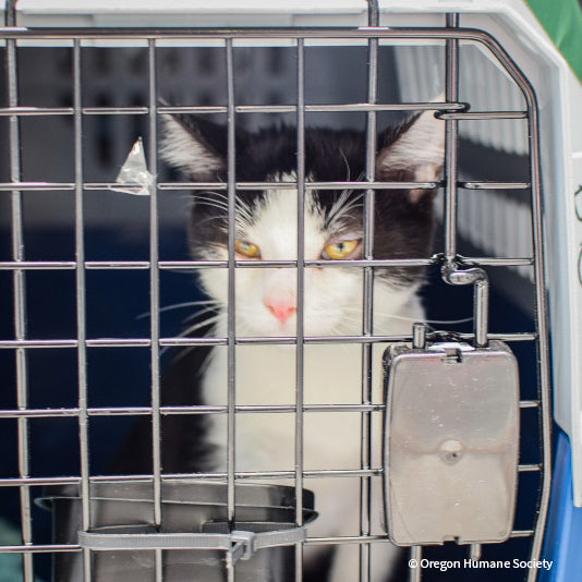 Emergency Flight to Freedom: Fly Shelter Pets Out of California Wildfires