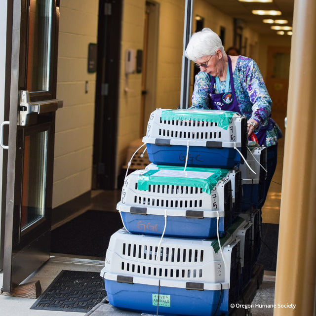 Emergency Flight to Freedom: Fly Shelter Pets Out of California Wildfires