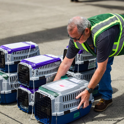 Emergency Flight to Freedom: Fly Shelter Pets Out of California Wildfires