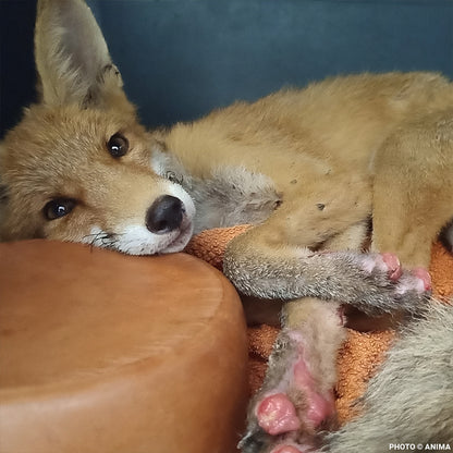 Young Fox with Burned Paws and Broken Leg Needs Urgent Care After Fleeing Wildfire
