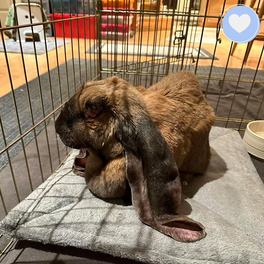 Help Gigi the Rabbit Heal