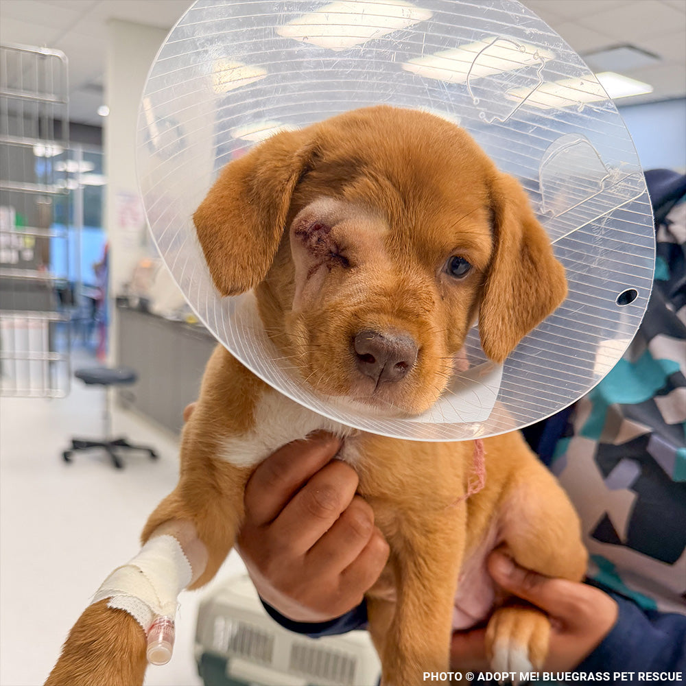Grace Was Attacked by a Dog - Now She’s Fighting to Heal