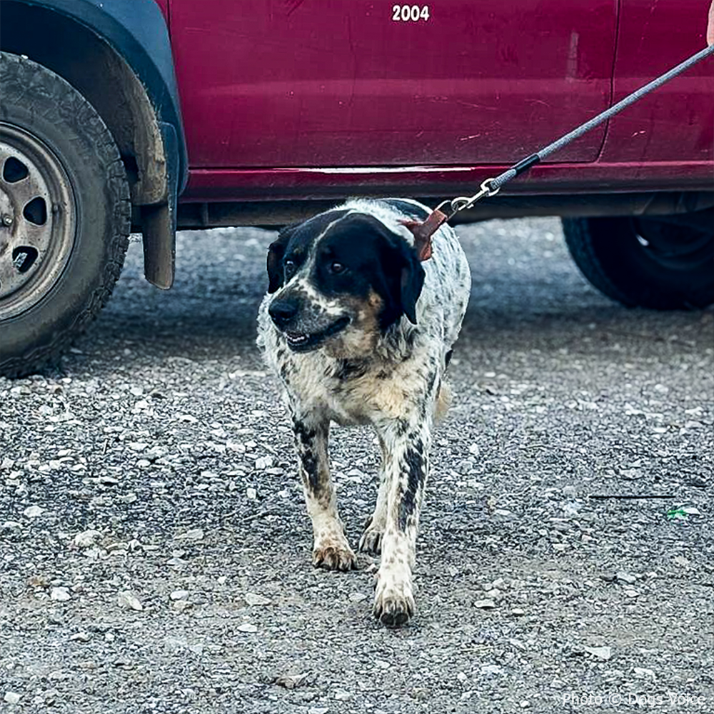 Send Urgent Aid to Families and Pets Impacted By Greece Wildfires