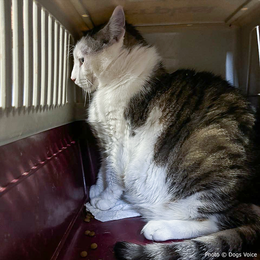 Send Urgent Aid to Families and Pets Impacted By Greece Wildfires